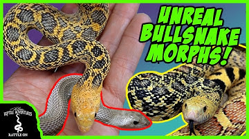 UNREAL BULLSNAKE MORPHS!