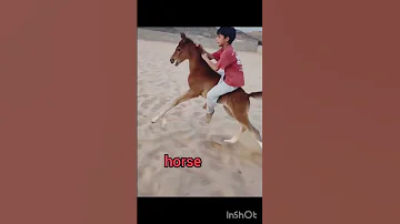 هل يجوز أن فعل ذلك مهر صغير Horse 