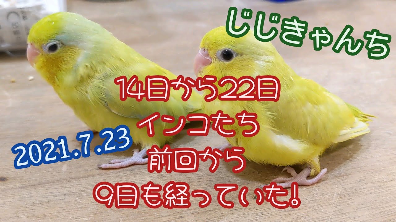 マメ　コザ　ウロ　サザ？　🐣