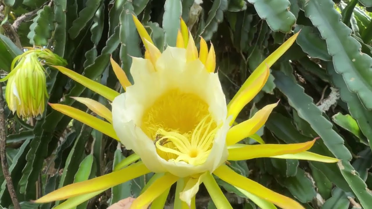  ЦВЕТЕТ КОРОЛЕВА НОЧИ. ПРИВЕТ ОТ ДОББИ 😺 Cactus Queen of the Night flowering. Hi from Dobby