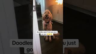 Are you a dog person?? Let’s be friends!! #doodlesoftiktok #goldendoodlesoftiktok #goldendoodle