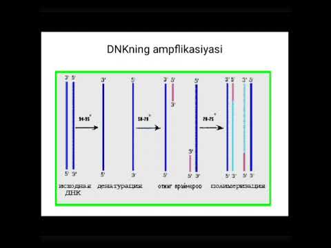 Video: Inson genomini dekodlash uchun qancha vaqt ketishi bashorat qilingan?