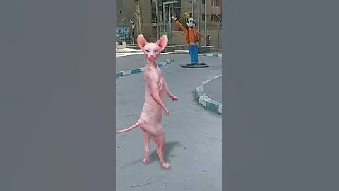 Watch the video about #funny #cat #crazy sphinx #happy