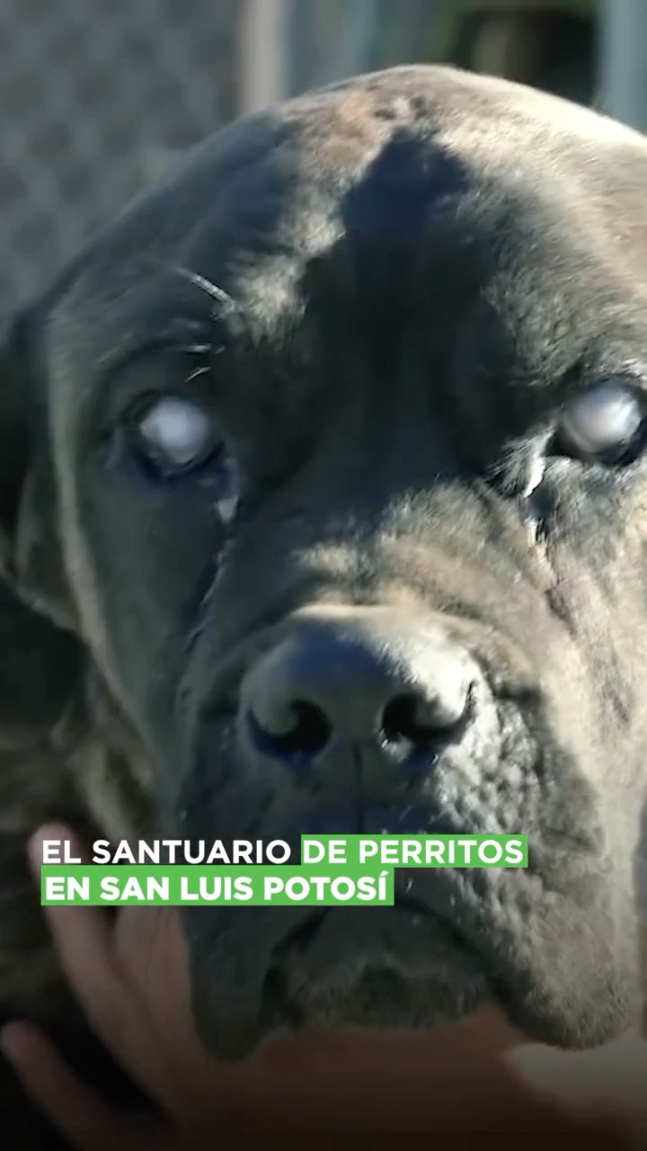 San Luis Potosí es un santuario para los perritos de la calle