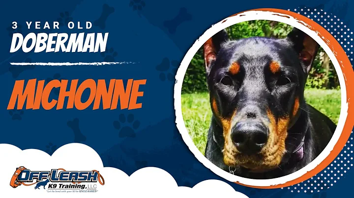 3 yr old, Doberman, Michonne.  2 Week Board and Train.  Confidence Building! Best Doberman Trainers!