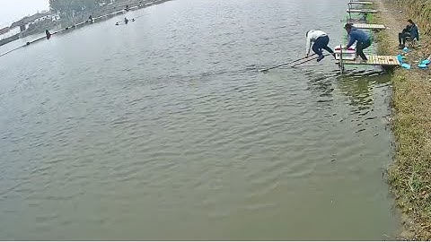 Con Cá To Quá Kéo Cả Người Câu Xuống Hồ 