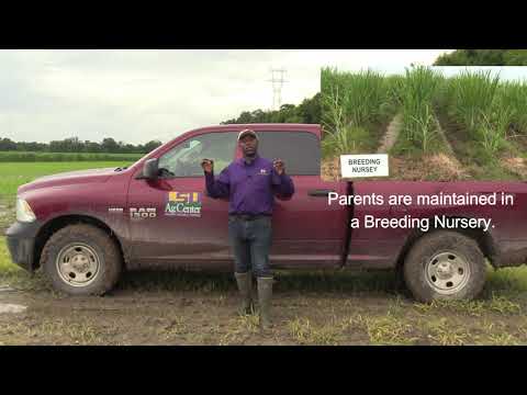 Sugarcane Variety Development