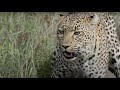 Beautiful female leopard attack a little wildebeest
