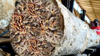 Revealed || The Secret to Cutting Stone-Hard Wood at the Sawmill