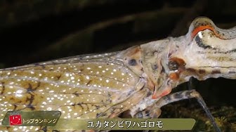めずらしい昆虫 Youtube