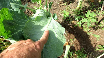 Controlling Whiteflies  on Your Kale, Cabbage, Broccoli & Like: Harvest,  Remove Leaves, Water Spray