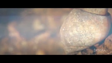 SeaShell.mp4 [1080p]