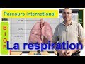 La respiration