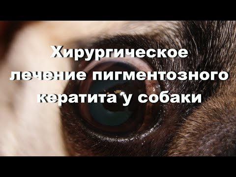 Видео: Воспаление роговицы (неязвенный кератит) у собак