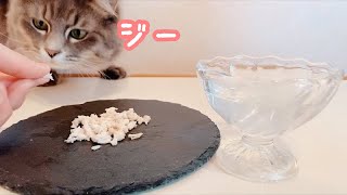 猫用に茹で鶏むね肉とチキンスープを作ったら予想外の出来事が起こった