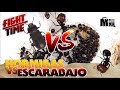 HORMIGAS VS ESCARABAJO | Hormigas Messor Barbarus