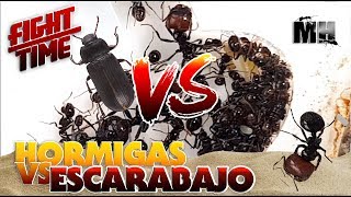 HORMIGAS VS ESCARABAJO | Hormigas Messor Barbarus