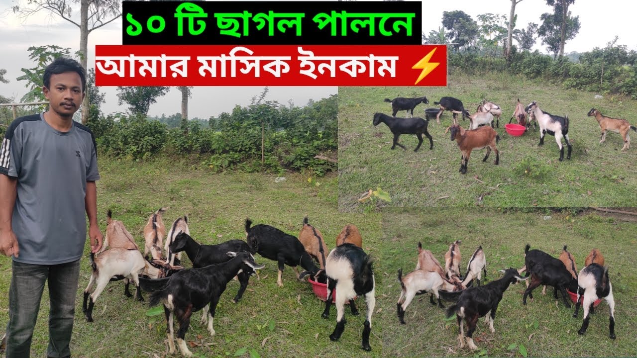 দশটি ছাগল পালন করে আমার মাসিক ইনকাম 🤔 #ছাগলপালন #খামার #agro_of_apurbo 