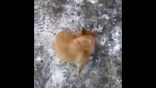 Смотреть самое смешное видео про собаку - крутится вокруг себя. Смешно до слез Смотреть самое смешное видео про собаку - крутится вокруг себя. Смешно до слез