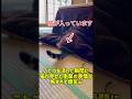 こたつを消した瞬間に猫が見せた衝撃の表情が怖すぎて爆笑ｗ #猫 #猫のいる暮らし #元気になる動画 #元気になる動画 #ねこ #adorably #子ネコ #癒し #cat #子猫 #猫のいる生活