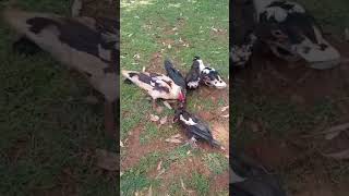 Saying Bye To Their Fellow As She Going To The Slaughter.