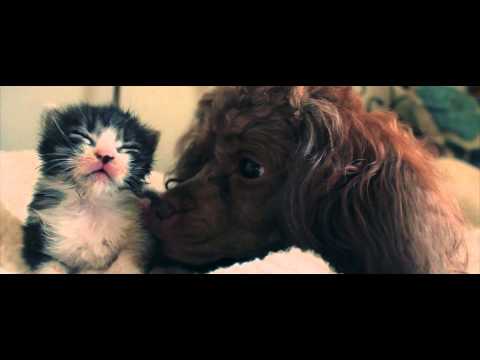Kitten Was Dumped In The Trash, But When This Poodle Finds Him…Just Watch