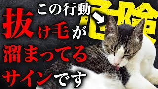 【抜け毛がヤバイ】猫のこんな行動を見かけたら、抜け毛がメチャメチャ溜まってる証拠です。