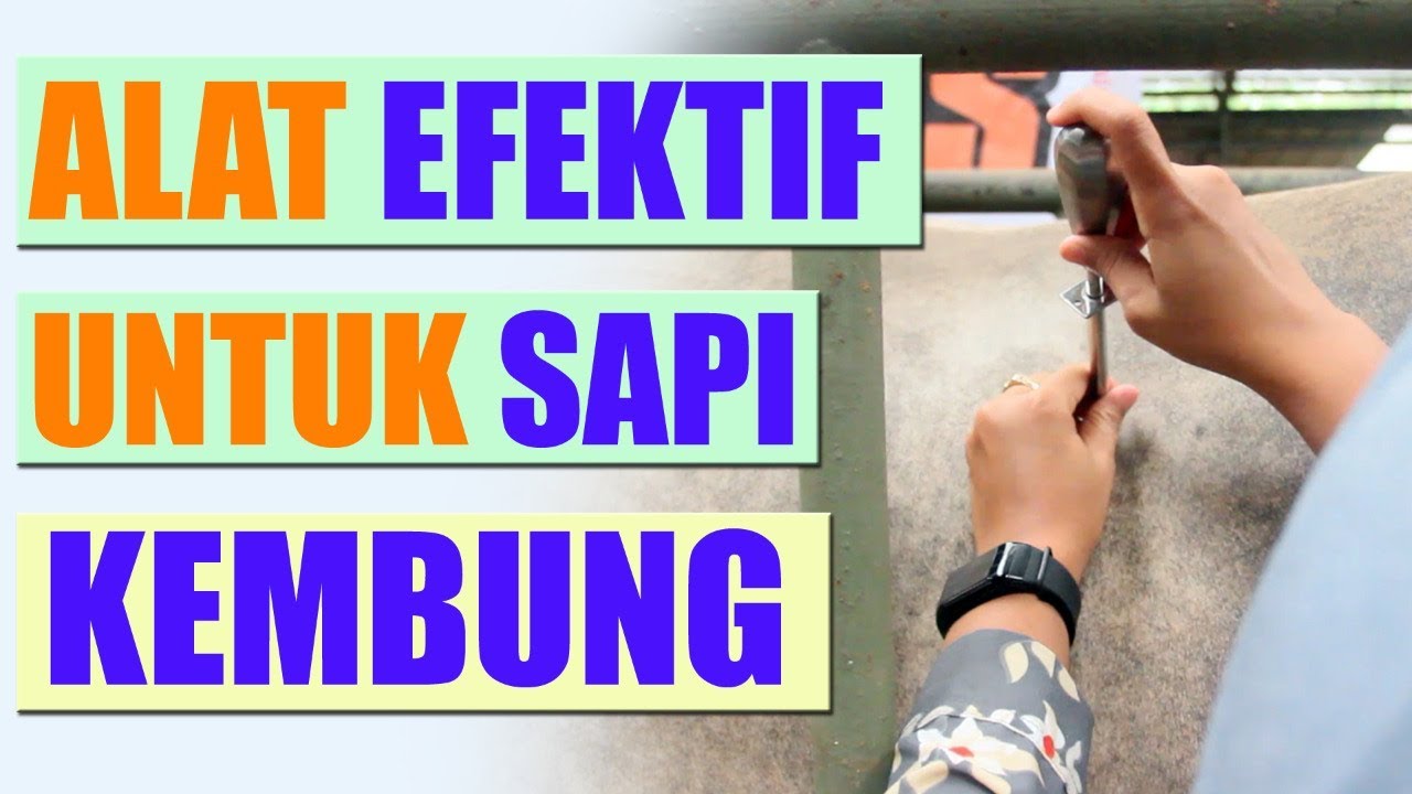 ALAT EFEKTIF UNTUK SAPI KEMBUNG - YouTube