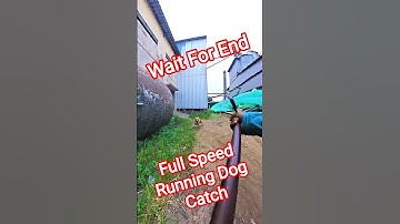 Gojo Full Speed Running Dog Catch #gojo #speed #dogwithpublicsafety #dog #running