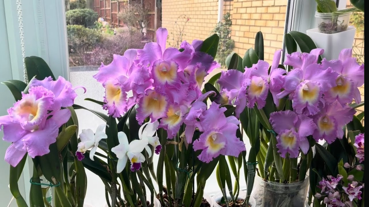 春暖花開🌷花房裏最近的￼近況