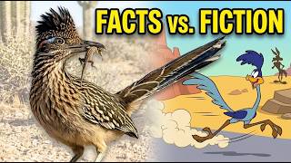 Real Roadrunners vs. The Cartoon