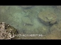 タイドプールにイソメ投入　I play at a Japanese Tide pool