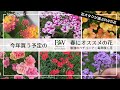 【PW編】春に買いたい花・オススメのポイントを紹介【暑さに強くて毎年咲く】