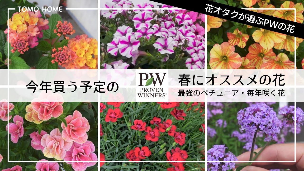 Pw編 春に買いたい花 オススメのポイントを紹介 暑さに強くて毎年咲く Youtube