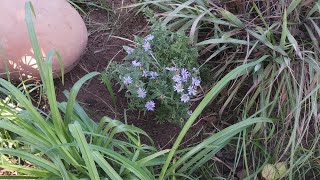 Aster amellus - Plantation - European Michaelmas daisy - Farm House - Engineer Ka Bagh #gardening
