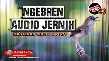 🔴 Masteran Ciblek Kristal Ngebren Audio Jernih Full