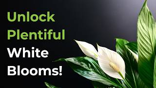 Why Your Peace Lily Stopped Blooming (and How to Fix It!) 🌿
