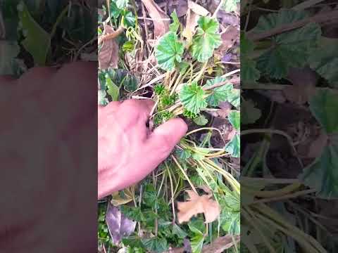 Removing roots common mallow plant : common mallow agriculture farming
