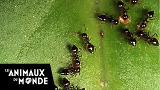 Secrets of the American jungle - The garden of ants