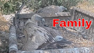 🌾 Behavior 🌾 | Can You Spot the Giant Griffon Vulture Nestling?