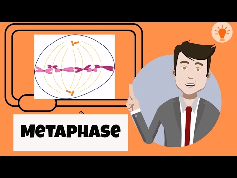 Video: Kokie įvykiai vyksta metafazės metu?