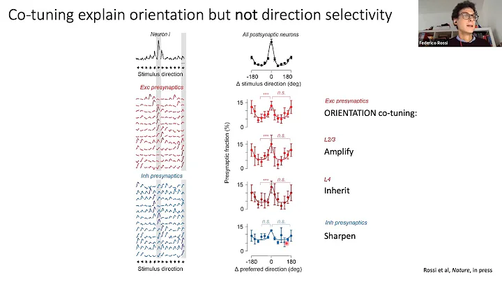 Talk: Spatial connectivity matches direction selectivity in visual cortex