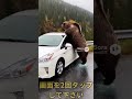 プリウスを許さない熊 #shorts