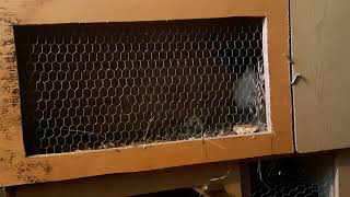 Zecica Skuplja Seno Za Okot