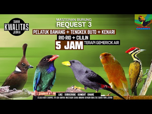 REQUEST MASTERING #6.... DURASI 5 JAM...JOSS GANDOOSSSS .. 5 in1 MASTERAN KICAU BURUNG ..AMBYAAAR class=