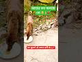 আজ সেবা করলাম অসহায় অবলা প্রাণীদের 💯🥺🙏❤️#shorts #youtubeshorts #humanity #kindness #helpinghands