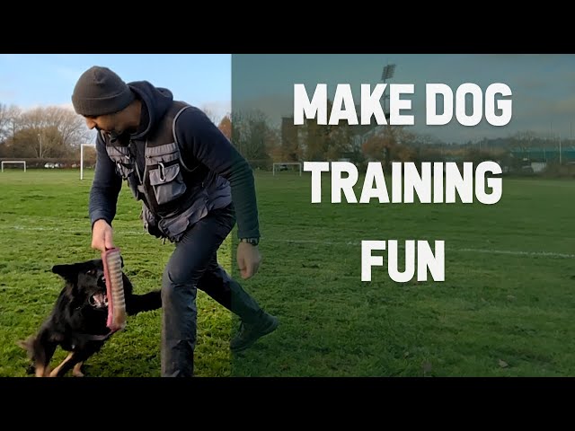 Playing tug with your dog to build better focus and engagement