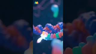 Mrna Capping Is An Important Process In Eukaryotic Gene Expression