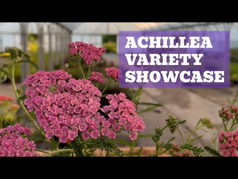 Video: Hardy Yarrow Plants - Matuto Tungkol sa Mga Variety ng Yarrow Para sa Zone 5 Gardens