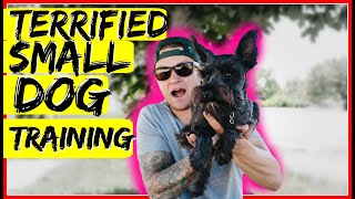 How to build confidence in a small fearful dog. Dog Training with Americas Canine Educator